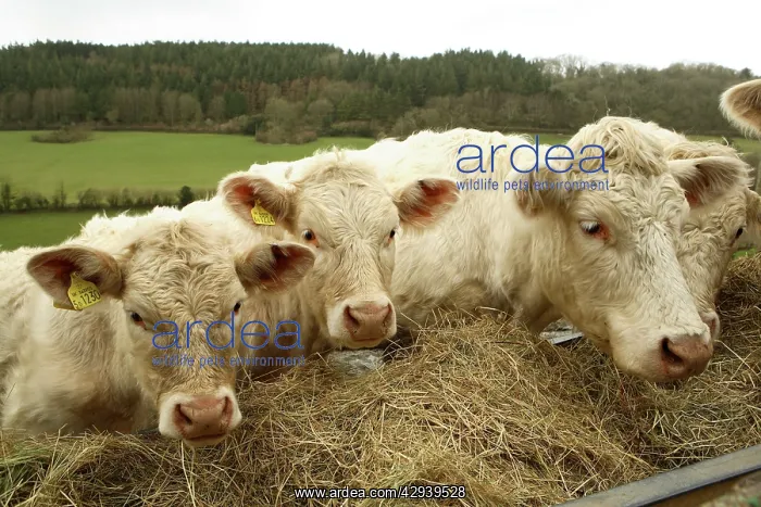 : Charolais Cattle - eating hay : Charolais Cattle - eating hay