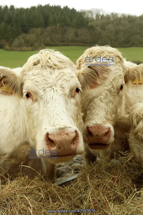 : Charolais Cattle - eating hay : Charolais Cattle - eating hay