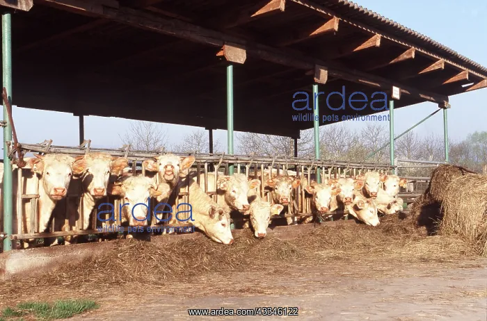 : CHAROLAIS CATTLE - FEEDING : CHAROLAIS CATTLE - FEEDING