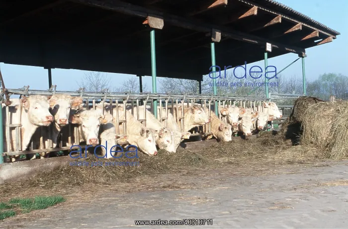 : CHAROLAIS CATTLE - Feeding on silage : CHAROLAIS CATTLE - Feeding on silage