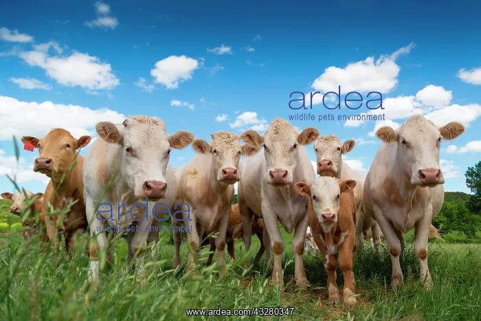 : Charolais cattle herd (Bos primigenius taurus) in : Charolais cattle herd (Bos primigenius taurus) in