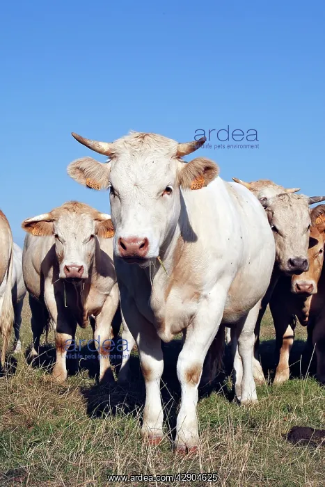 : Charolais cattle - young cows - herd in field : Charolais cattle - young cows - herd in field