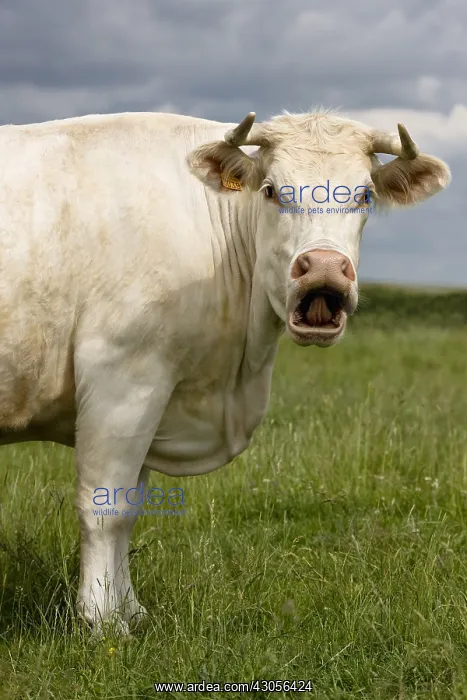 : Charolais cow bellowing in the meadow : Charolais cow bellowing in the meadow