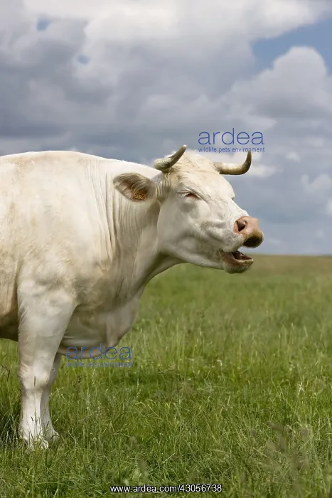 : Charolais cow bellowing in the meadow : Charolais cow bellowing in the meadow