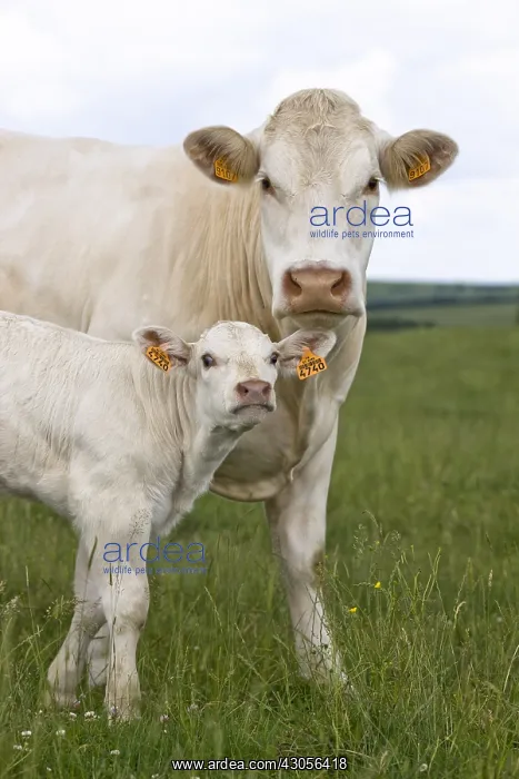 : Charolais cow and calf in the meadow : Charolais cow and calf in the meadow