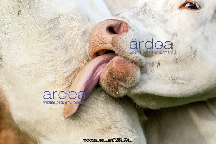 : Charolais Cow / Cattle - licking itself. Vesoul : Charolais Cow / Cattle - licking itself. Vesoul