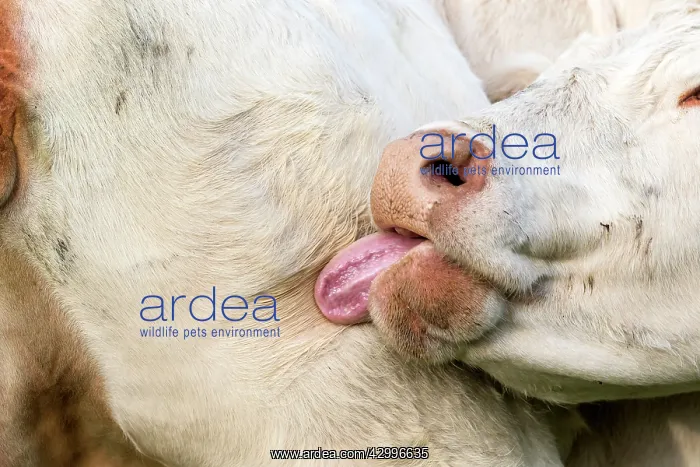 : Charolais Cow / Cattle - licking itself. Vesoul : Charolais Cow / Cattle - licking itself. Vesoul