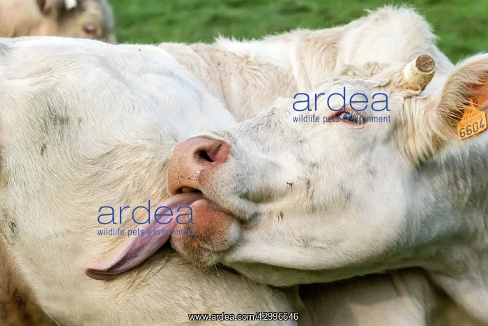 : Charolais Cow / Cattle - licking itself. Vesoul : Charolais Cow / Cattle - licking itself. Vesoul