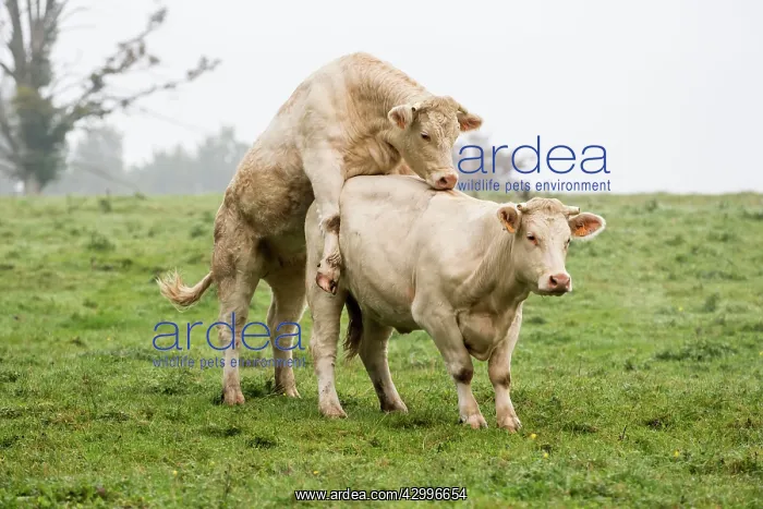 : Charolais Cow / Cattle - simulation mating. Vesoul : Charolais Cow / Cattle - simulation mating. Vesoul