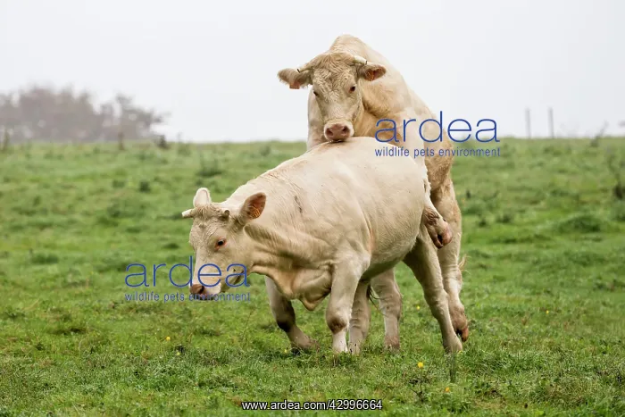 : Charolais Cow / Cattle - simulation mating. Vesoul : Charolais Cow / Cattle - simulation mating. Vesoul