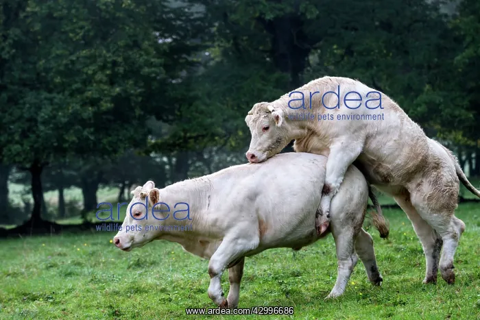 : Charolais Cow / Cattle - simulation mating. Vesoul : Charolais Cow / Cattle - simulation mating. Vesoul