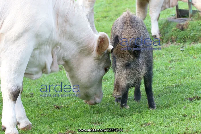: Charolais Cow / Cattle - with Wild Boar. Vesoul : Charolais Cow / Cattle - with Wild Boar. Vesoul