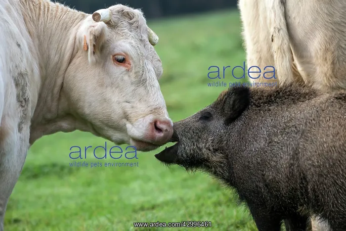 : Charolais Cow / Cattle - with Wild Boar. Vesoul : Charolais Cow / Cattle - with Wild Boar. Vesoul