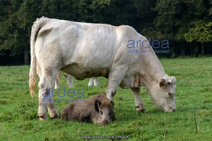 : Charolais Cow / Cattle - with Wild Boar. Vesoul : Charolais Cow / Cattle - with Wild Boar. Vesoul