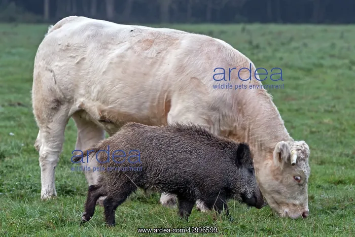 : Charolais Cow / Cattle - with Wild Boar. Vesoul : Charolais Cow / Cattle - with Wild Boar. Vesoul