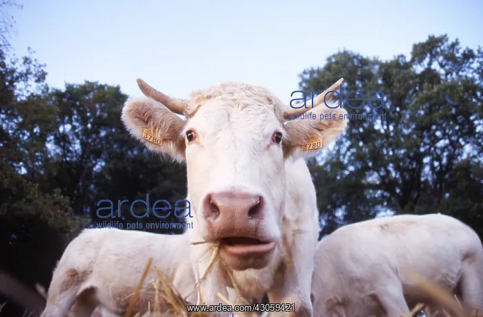  : Charolais Cow eating of the straw