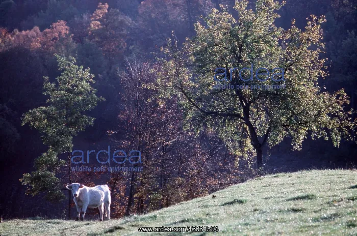 : CHAROLAIS COW - in field : CHAROLAIS COW - in field