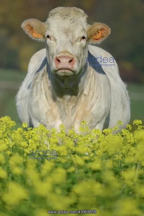 : Charolais cow in a field of rape, 11 May 2015, Northern : Charolais cow in a field of rape, 11 May 2015, Northern