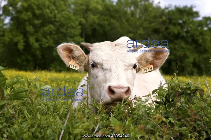 : Charolais cow behind a hedge Burgundy France : Charolais cow behind a hedge Burgundy France