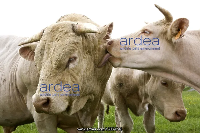 : Charolais cow licking a Bull Burgundy France : Charolais cow licking a Bull Burgundy France