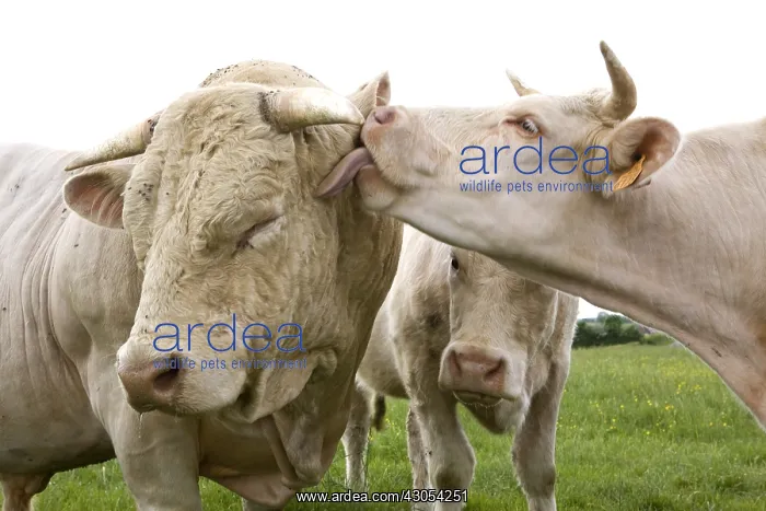 : Charolais cow licking a Bull Burgundy France : Charolais cow licking a Bull Burgundy France