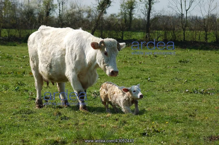 : Charolais cow and her newborn calf in the meadow : Charolais cow and her newborn calf in the meadow