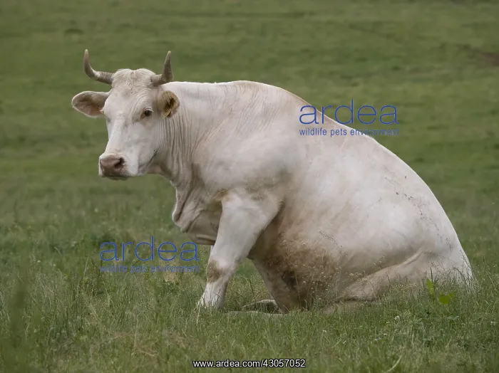 : Charolais cow sitting on her behind in a field : Charolais cow sitting on her behind in a field