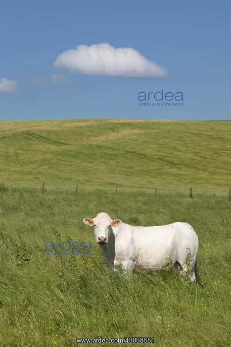 : Charolais cow in tall grass in the spring France : Charolais cow in tall grass in the spring France
