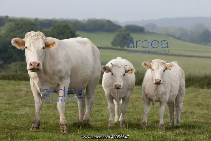 : Charolais cow with twin calves in a meadow : Charolais cow with twin calves in a meadow
