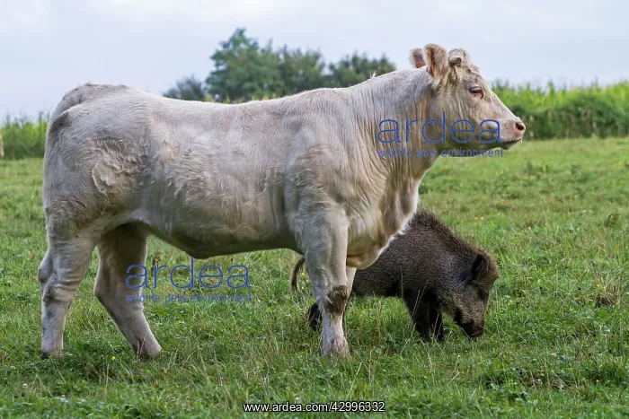 : Charolais Cow - with Wild Boar. Vesoul, Haute : Charolais Cow - with Wild Boar. Vesoul, Haute