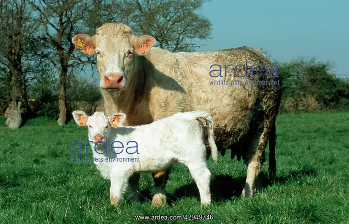 : Charolais cow and young calf : Charolais cow and young calf