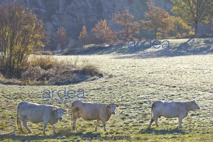 : Charolais cows in a field in Provence France : Charolais cows in a field in Provence France