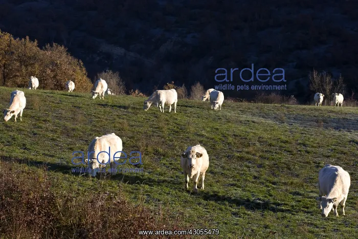 : Charolais cows in a field in Provence France : Charolais cows in a field in Provence France