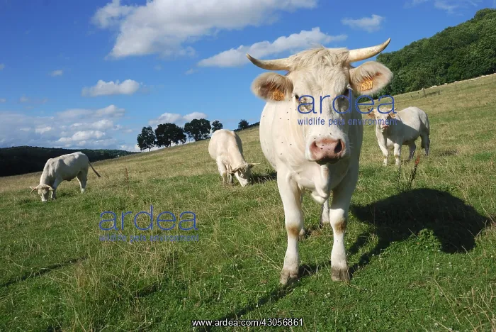 : Charolais cows in meadow Champagne France : Charolais cows in meadow Champagne France