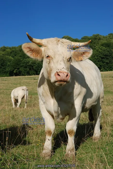 : Charolais cows in meadow Champagne France : Charolais cows in meadow Champagne France