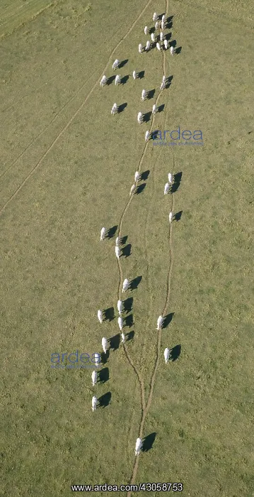 : Charolais cows in single file along a dry pre France : Charolais cows in single file along a dry pre France