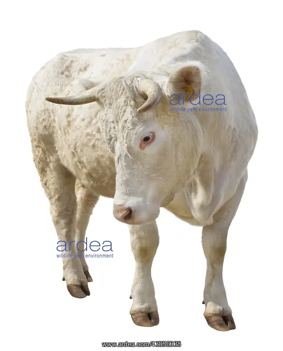 : Charolais heifer standing face : Charolais heifer standing face