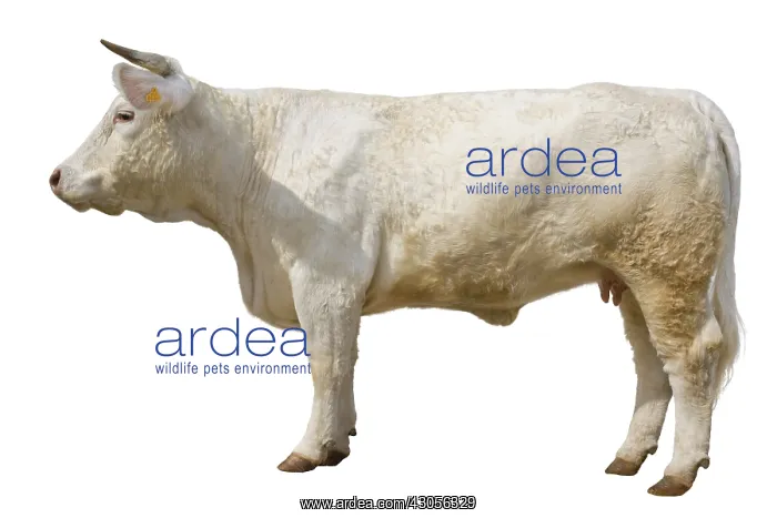 : Charolais heifer standing profile : Charolais heifer standing profile