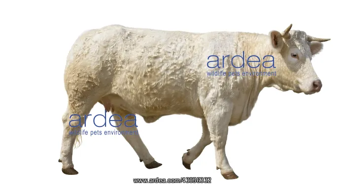 : Charolais heifer standing profile : Charolais heifer standing profile