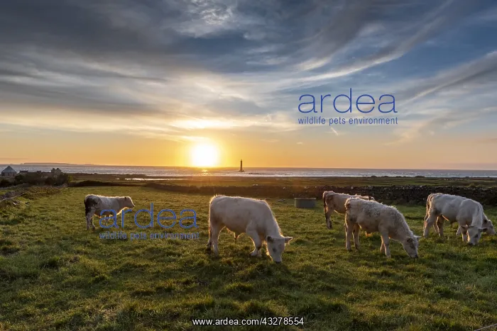  : Charolais oxen in a meadow facing Goury lighthouse