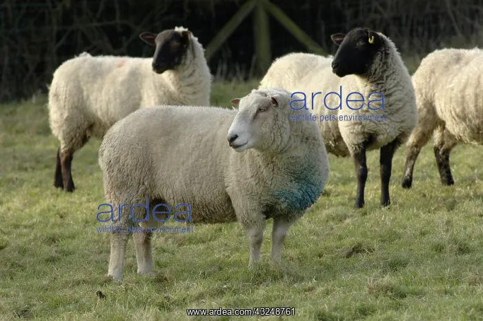 : Sheep. A Charolais ram with Suffolk x Mule sheep behind watching : Sheep. A Charolais ram with Suffolk x Mule sheep behind watching