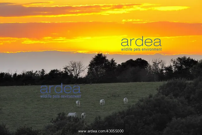 : Charolais at sunset Sancerre Centre France : Charolais at sunset Sancerre Centre France