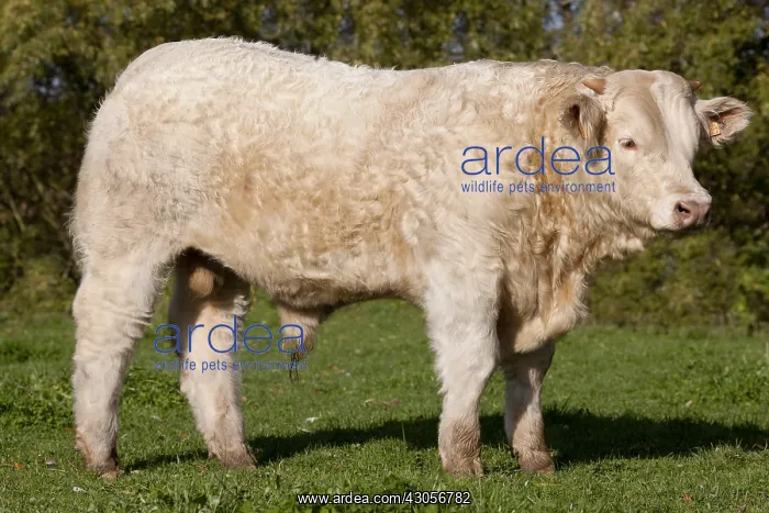 : Charolais young bulls selected for breeding : Charolais young bulls selected for breeding