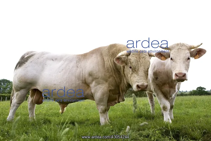 : Charolaise Bull and Cow in meadow Burgundy France : Charolaise Bull and Cow in meadow Burgundy France