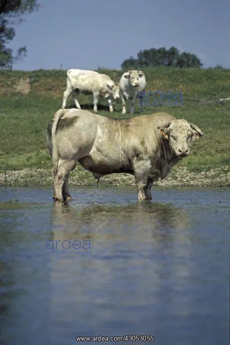 : Charolaise bull in Loire river Bourgogne France : Charolaise bull in Loire river Bourgogne France