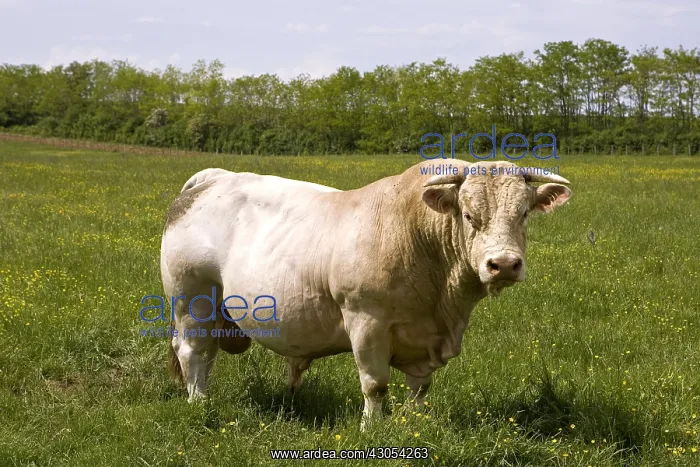 : Charolaise Bull in meadow Burgundy France : Charolaise Bull in meadow Burgundy France