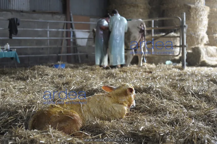 : Charolaise Calf born by caesarean Nord Pas-de-Calais France : Charolaise Calf born by caesarean Nord Pas-de-Calais France
