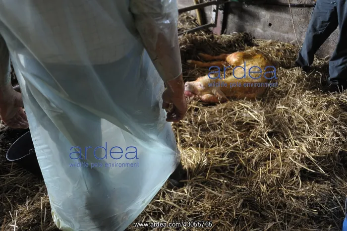 : Charolaise Calf born by caesarean Nord Pas-de-Calais France : Charolaise Calf born by caesarean Nord Pas-de-Calais France