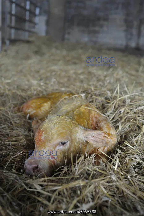 : Charolaise Calf born by caesarean Nord Pas-de-Calais France : Charolaise Calf born by caesarean Nord Pas-de-Calais France