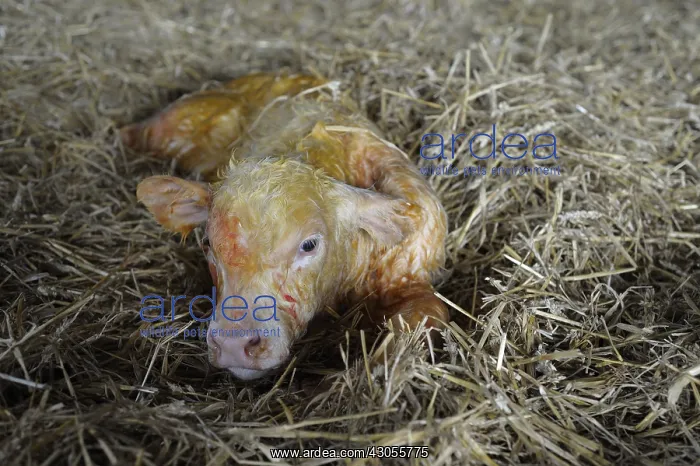 : Charolaise Calf born by caesarean Nord Pas-de-Calais France : Charolaise Calf born by caesarean Nord Pas-de-Calais France